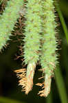 Cypress swamp sedge